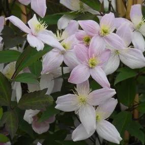 Pictons Variety Clematis (Clematis montana Picton's Variety) Img 3